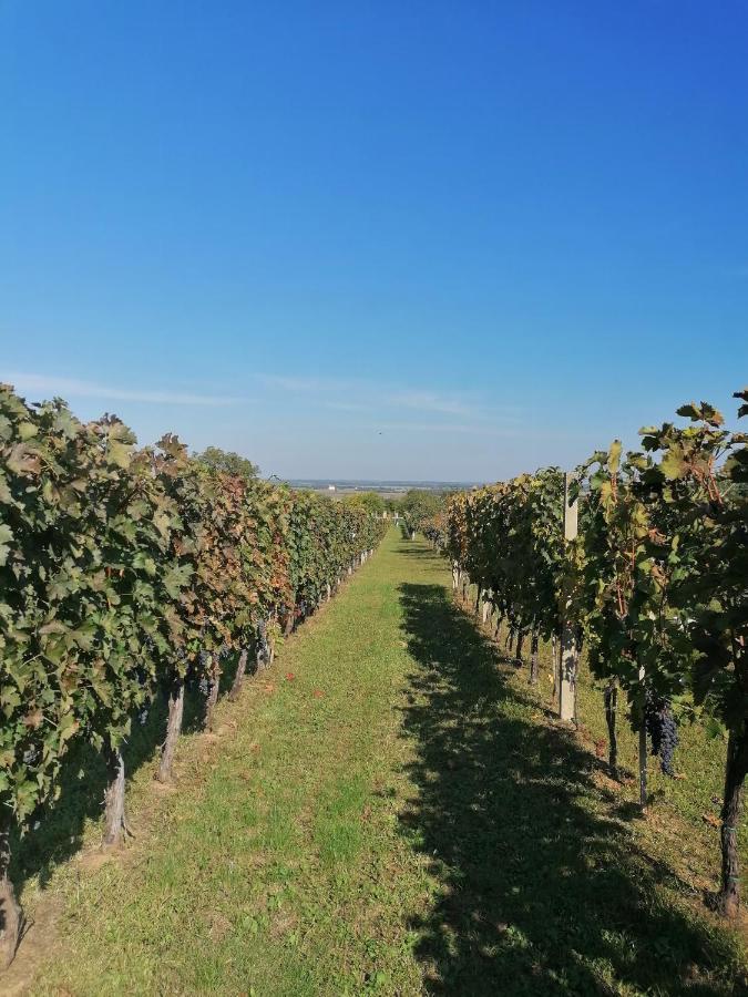 Baranja Black Hill's Gajic Bagian luar foto